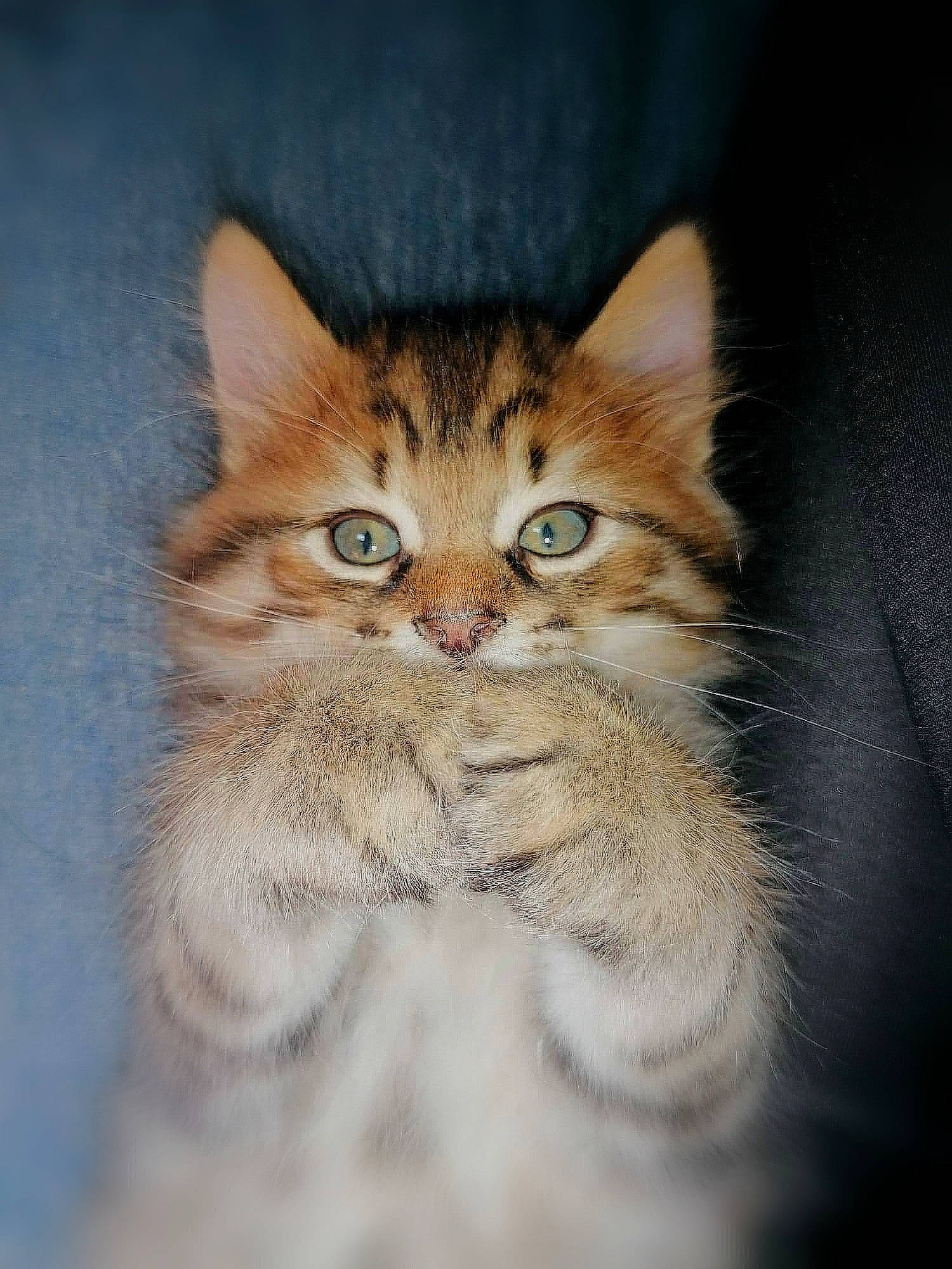 Pixel participe au concours pour gagner de l'argent avec cette photo : beige, carnivore, cat, domestic_short_haired_cat, fawn, felidae, fur, iris, kitten, organism, skin, small_to_medium_sized_cats, snout, terrestrial_animal, vertebrate, whiskers