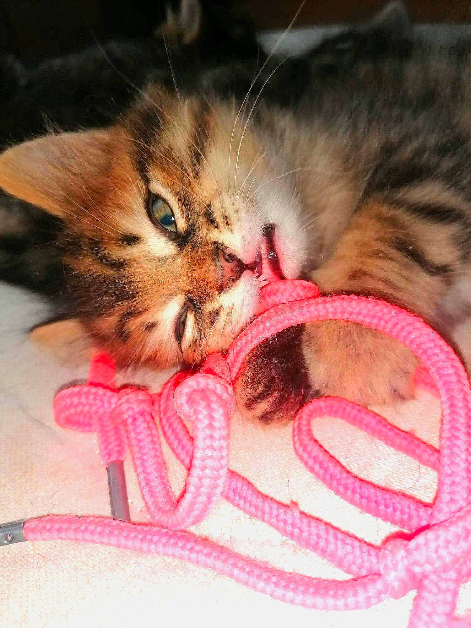 Pixel participe au concours pour gagner de l'argent avec cette photo : carnivore, cat, comfort, domestic_short_haired_cat, fawn, felidae, fur, kitten, peach, pet_supply, pink, small_to_medium_sized_cats, snout, tabby_cat, vertebrate, whiskers