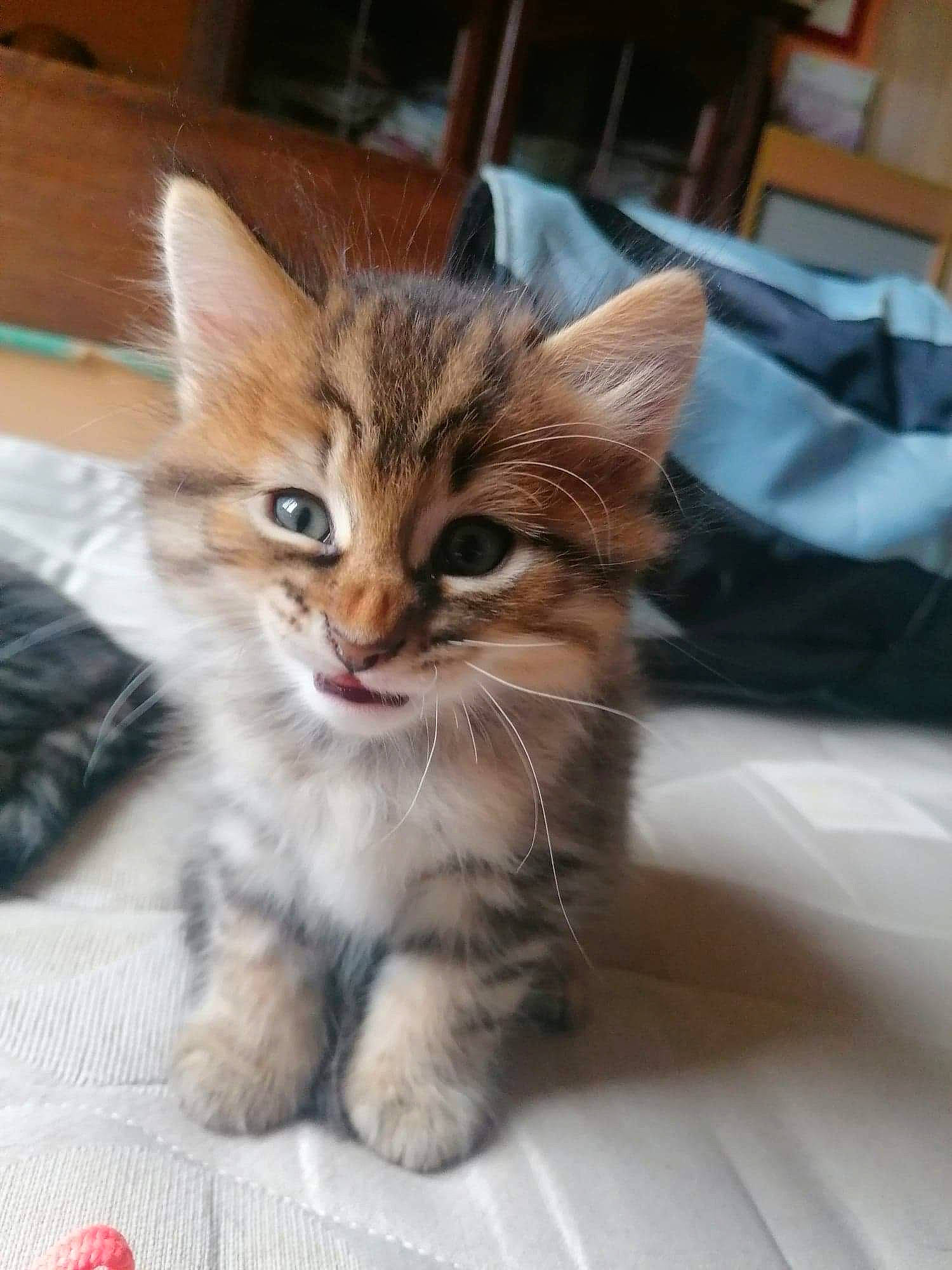 Pixel a rejoint le concours — aidez-le/la à gagner de superbes lots ! carnivore, cat, claw, domestic_short_haired_cat, fawn, felidae, fur, kitten, linens, liver, paw, small_to_medium_sized_cats, snout, tabby_cat, terrestrial_animal, toe, vertebrate, whiskers