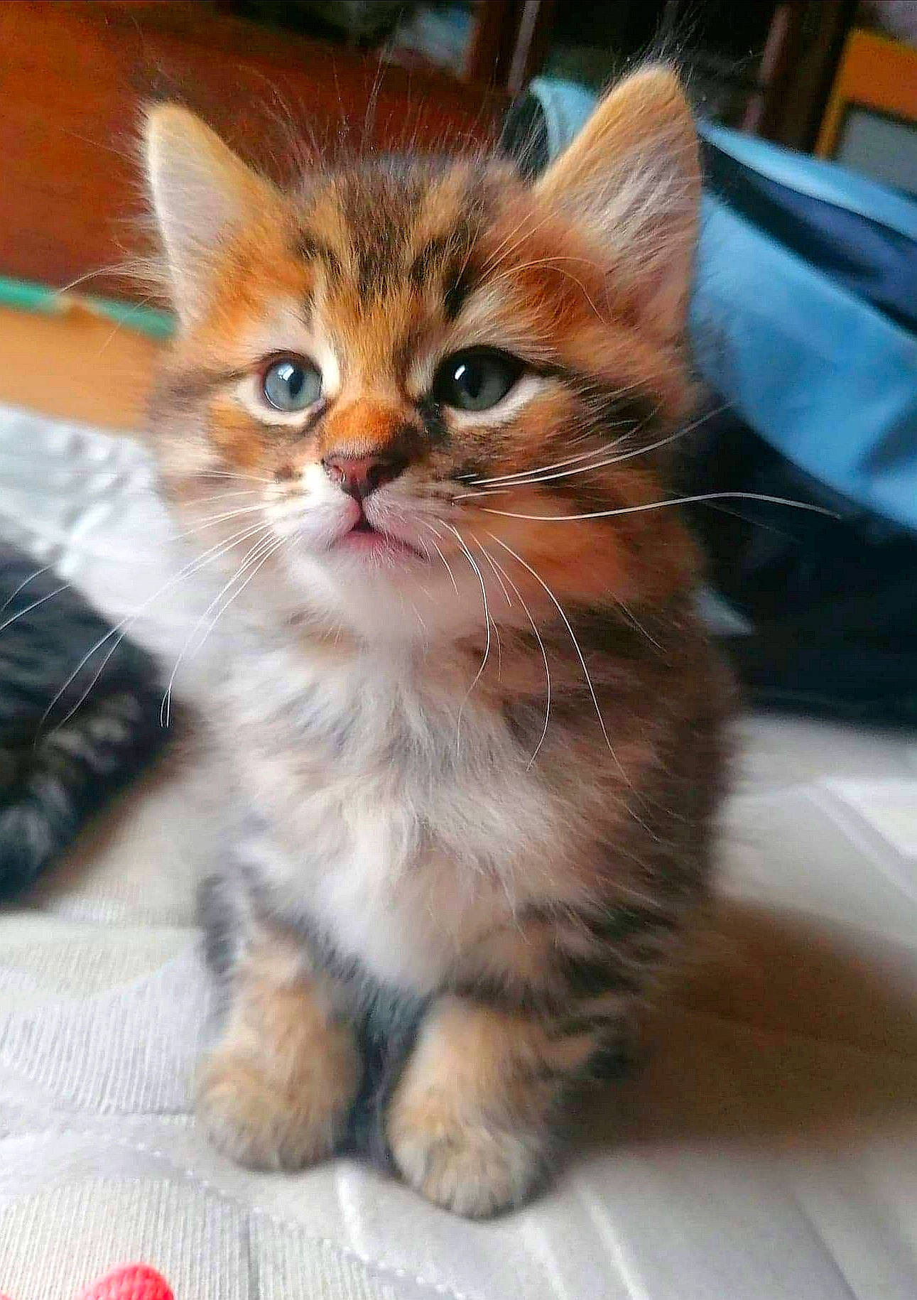 Pixel participe au concours pour gagner de l'argent avec cette photo : carnivore, cat, claw, domestic_short_haired_cat, fawn, felidae, fur, home_accessories, kitten, liver, paw, pet_supply, small_to_medium_sized_cats, snout, toe, vertebrate, whiskers