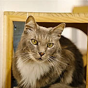 Twilight is registered to the contest to win money with this photo: cat, gray_cat, yellow_eyes, whiskers, fluffy_fur, wooden_frame, indoor, pet, feline, closeup, portrait, curious, calm, animal, cute, domestic_cat, soft_light, household, sitting, fur