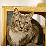 cat, gray_cat, yellow_eyes, whiskers, fluffy_fur, wooden_frame, indoor, pet, feline, closeup, portrait, curious, calm, animal, cute, domestic_cat, soft_light, household, sitting, fur