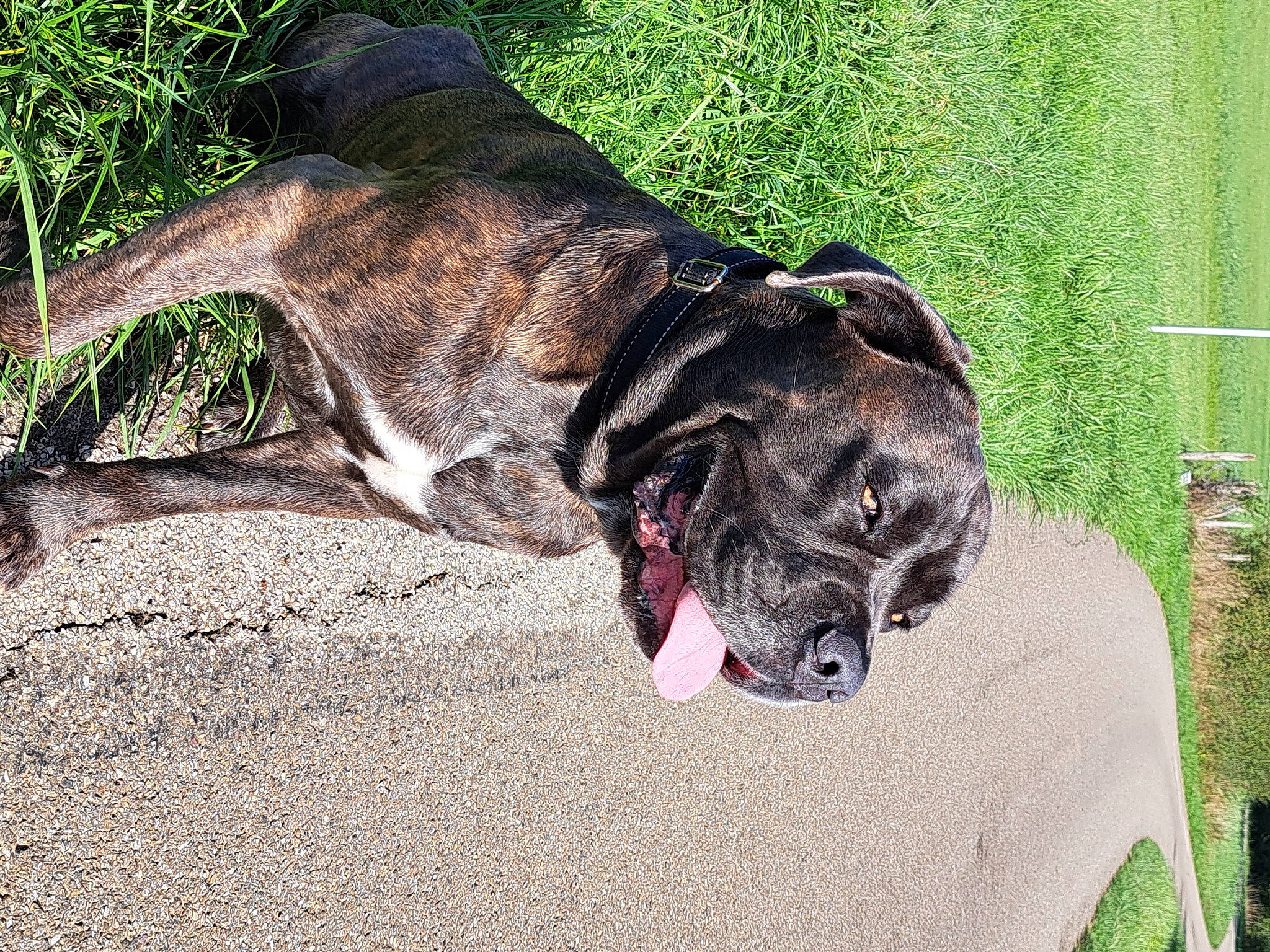 Pacha a rejoint le concours — aidez-le/la à gagner de superbes lots ! canidae, carnivore, collar, companion_dog, dog, dog_breed, dog_collar, dog_supply, fawn, fur, grass, guard_dog, leash, liver, pet_supply, snout, sporting_group, tail, terrestrial_animal, working_animal