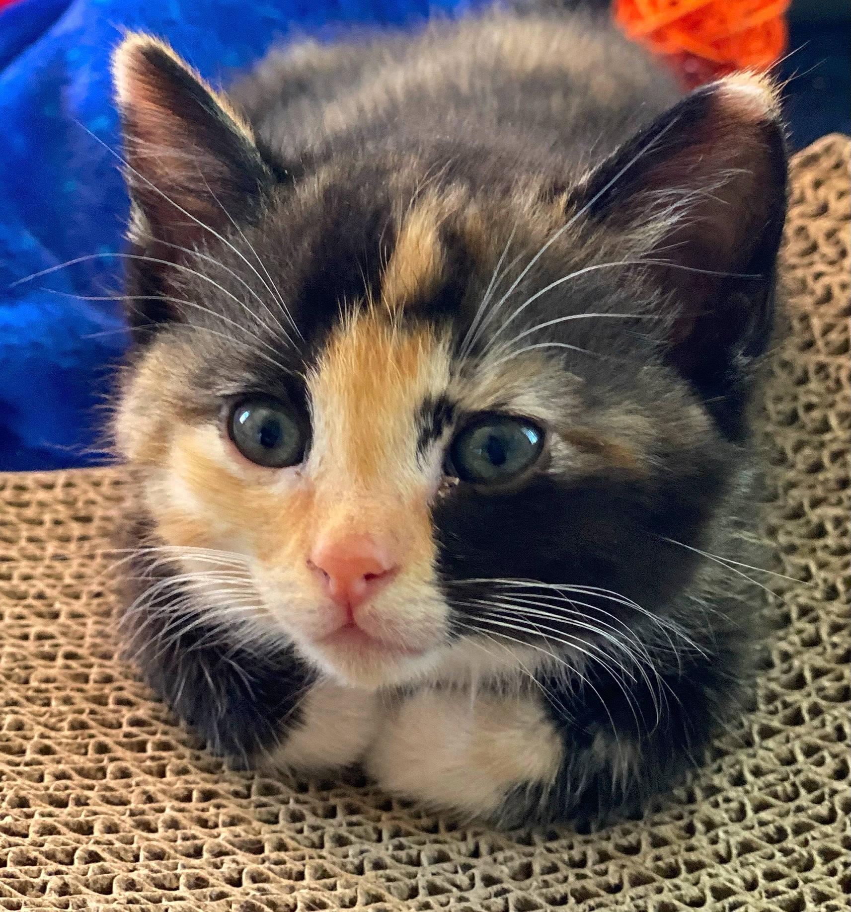 Isabella joined the competition — help win amazing prizes! carnivore, cat, claw, comfort, domestic_short_haired_cat, electric_blue, eye, felidae, fur, hair, head, iris, leg, nose, paw, sitting, small_to_medium_sized_cats, snout, whiskers, window