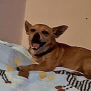 Cutie Pie is registered to the contest to win money with this photo: animal, blanket, brown_dog, canine, companion, cozy, cute, dog, domestic_animal, ears, fur, furniture, happy, indoor, lying_down, mouth_open, pet, relaxed, resting, smiling_dog