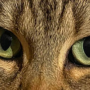 Pablo participe au concours pour gagner de l'argent avec cette photo : animal, cat, close_up, curious, cute, domestic_cat, eyes, face, feline, fur, green_eyes, looking, macro, mammal, nature, pet, portrait, sharp_focus, texture, whiskers