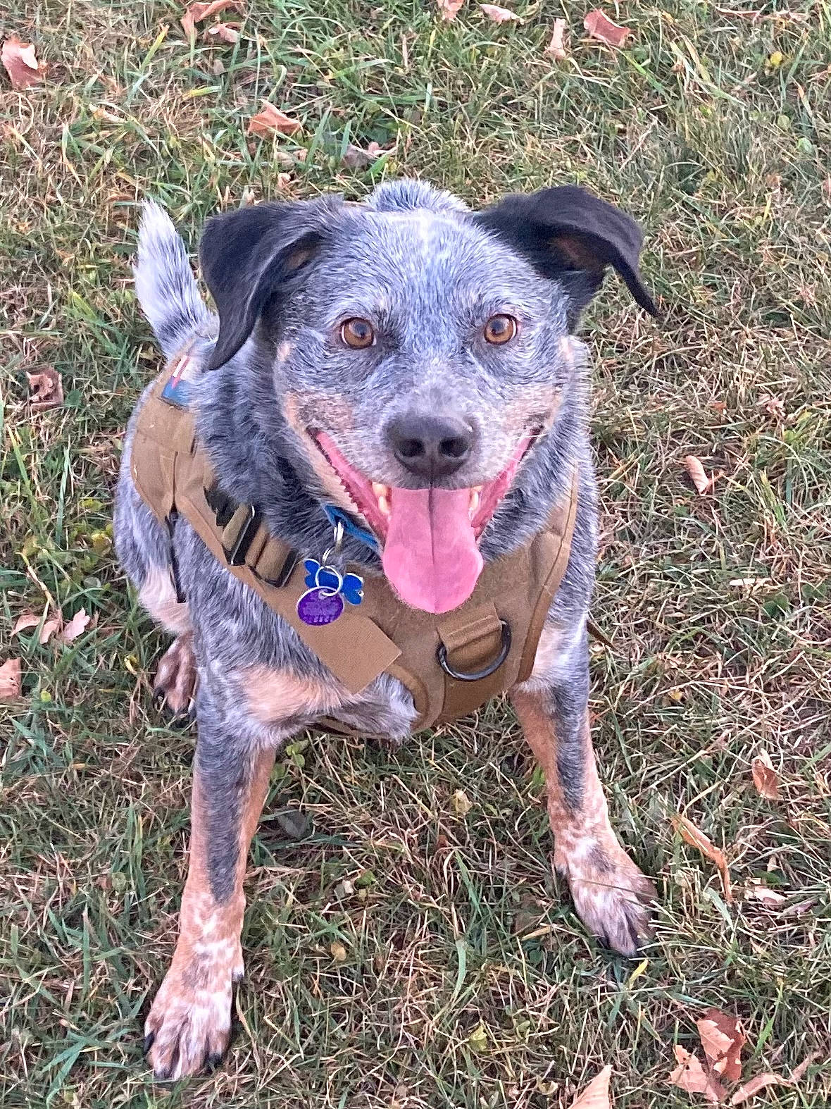 Remington is registered to the contest to win money with this photo: canidae, carnivore, collar, companion_dog, dog, dog_breed, dog_clothes, dog_collar, dog_supply, grass, hat, hunting_dog, leash, personal_protective_equipment, plant, snout, sporting_group, whiskers, working_animal, working_dog