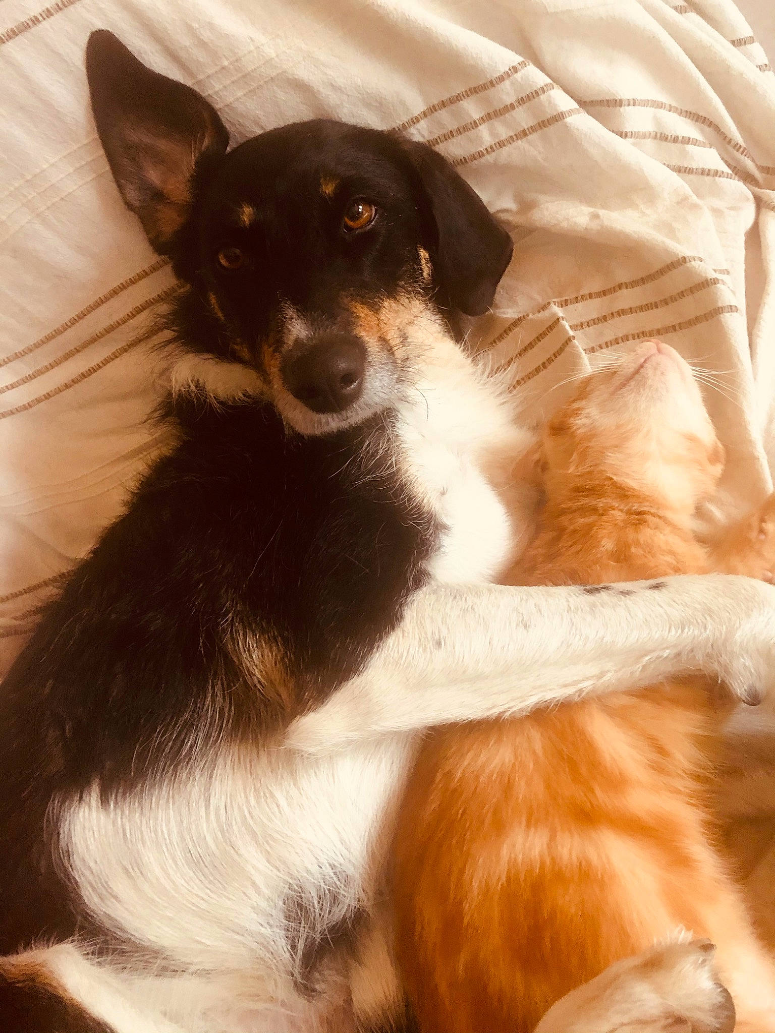 Java participe au concours pour gagner de l'argent avec cette photo : canidae, carnivore, companion_dog, dog, dog_breed, fur, paw, snout, sporting_group, terrestrial_animal, whiskers, working_animal, working_dog