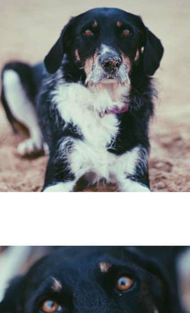 Java participe au concours pour gagner de l'argent avec cette photo : australian_shepherd, ball, borador, border_collie, bored, canidae, carnivore, companion_dog, dog, dog_breed, fur, gun_dog, herding_dog, hunting_dog, light, photo_caption, terrestrial_animal, whiskers, working_animal, working_dog