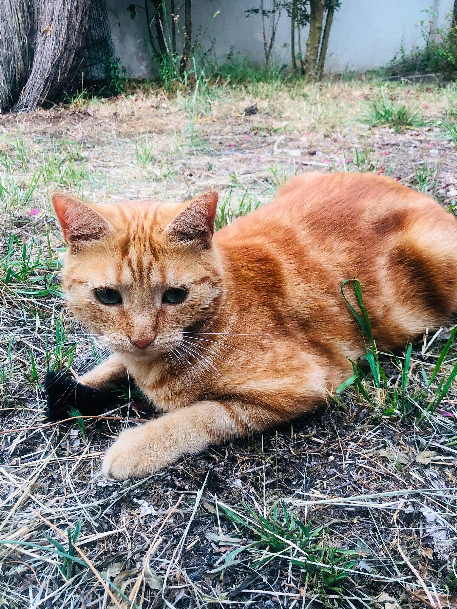Nala a rejoint le concours — aidez-le/la à gagner de superbes lots ! carnivore, cat, domestic_short_haired_cat, eye, fawn, felidae, fur, grass, groundcover, plant, sitting, small_to_medium_sized_cats, snout, tail, terrestrial_animal, tree, trunk, whiskers, wildlife, wood