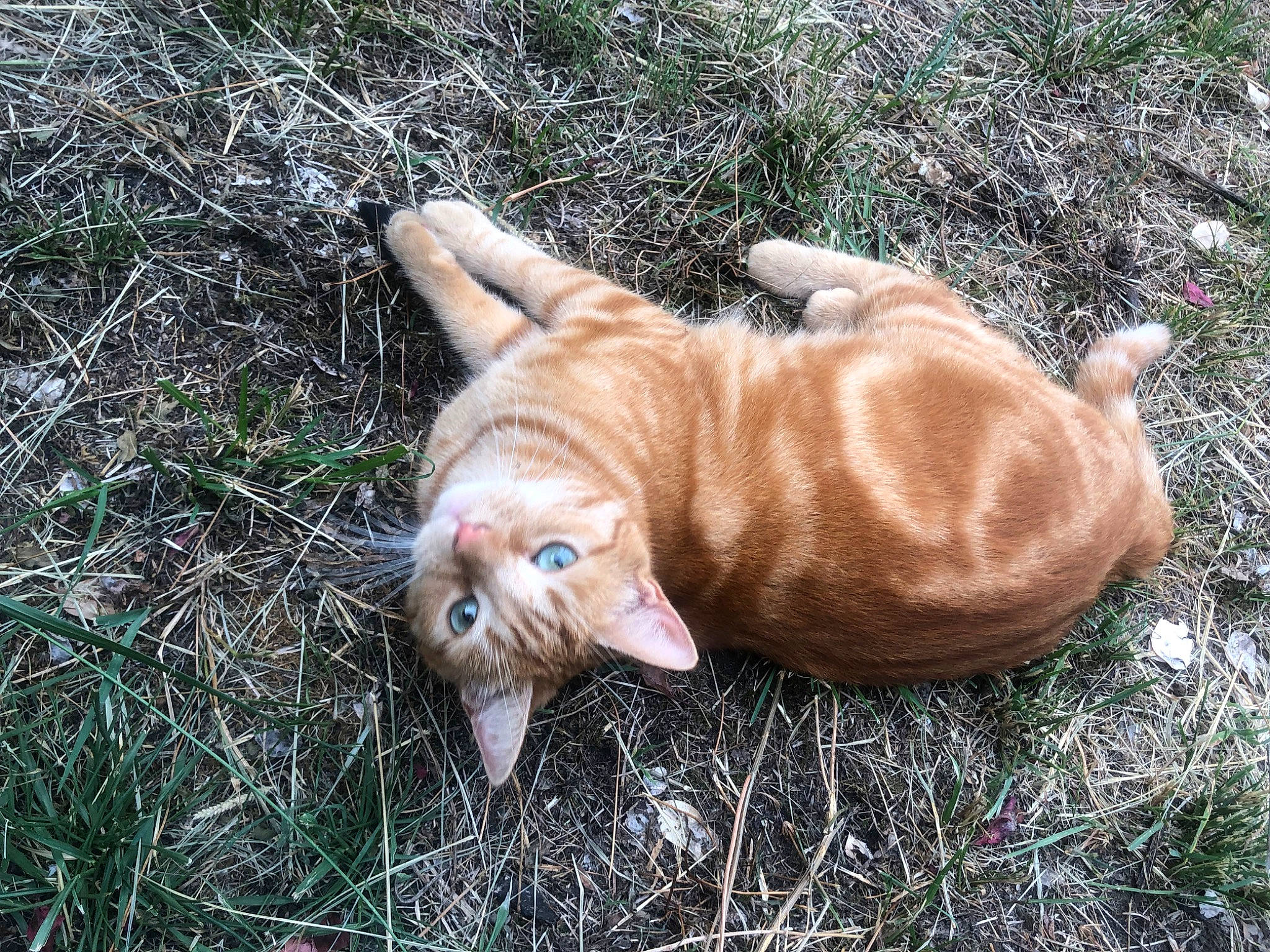 Nala a rejoint le concours — aidez-le/la à gagner de superbes lots ! carnivore, cat, companion_dog, dog_breed, domestic_short_haired_cat, fawn, felidae, fur, grass, mammal, organism, paw, plant, small_to_medium_sized_cats, snout, tail, terrestrial_animal, vertebrate, whiskers, wood