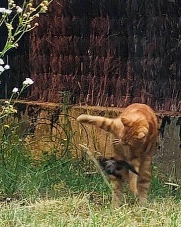 Nala a rejoint le concours — aidez-le/la à gagner de superbes lots ! carnivore, cat, dog_breed, fawn, felidae, flower, fur, grass, herbaceous_plant, landscape, natural_landscape, natural_material, plant, small_to_medium_sized_cats, sporting_group, tail, terrestrial_animal, trunk, wildlife, wood