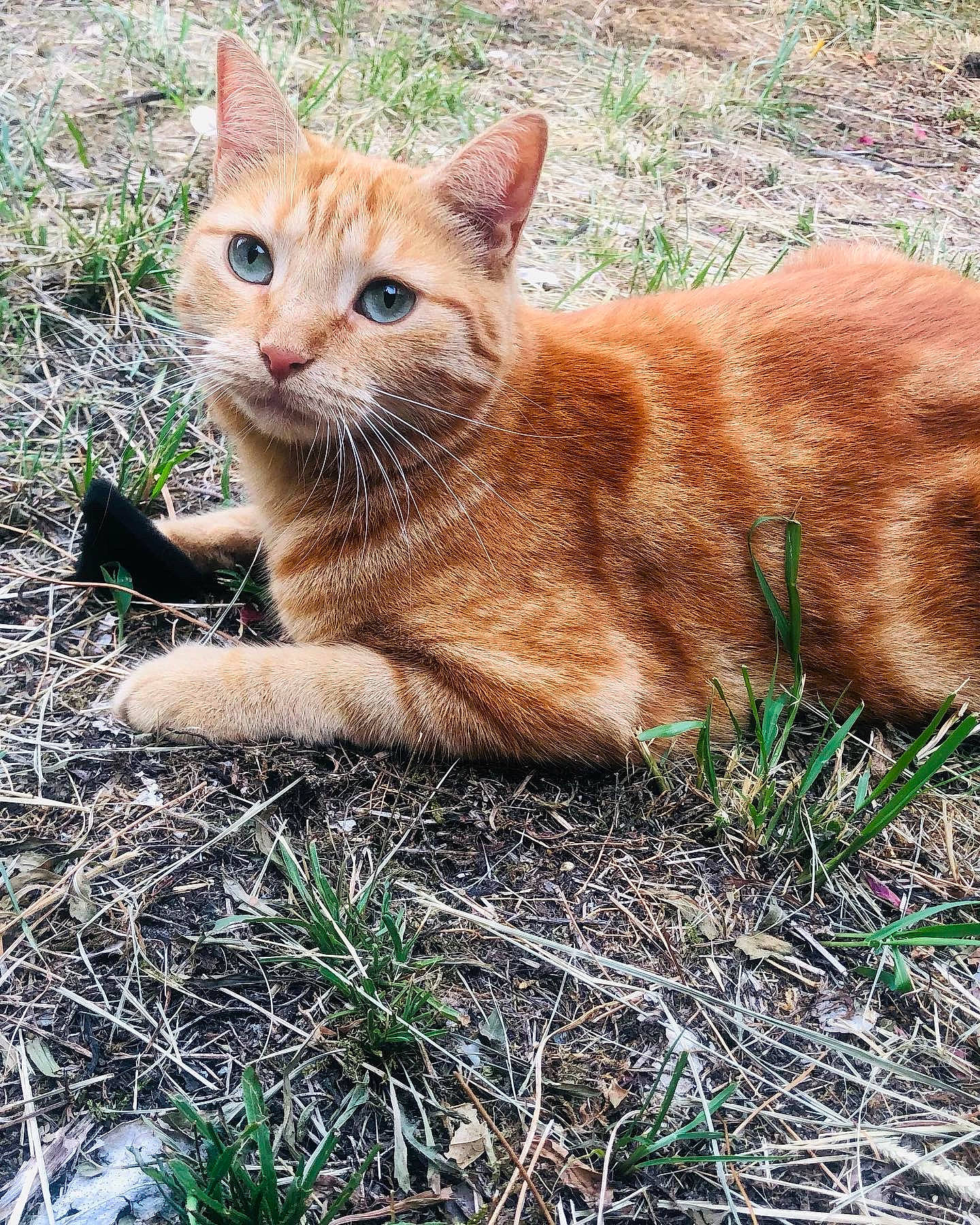 Nala participe au concours pour gagner de l'argent avec cette photo : carnivore, cat, domestic_short_haired_cat, fawn, felidae, fur, grass, groundcover, plant, sitting, small_to_medium_sized_cats, snout, soil, tail, terrestrial_animal, tree, whiskers