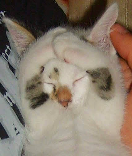 Guiness participe au concours pour gagner de l'argent avec cette photo : carnivore, cat, claw, comfort, domestic_short_haired_cat, fang, felidae, fur, nap, paw, small_to_medium_sized_cats, snout, tail, whiskers