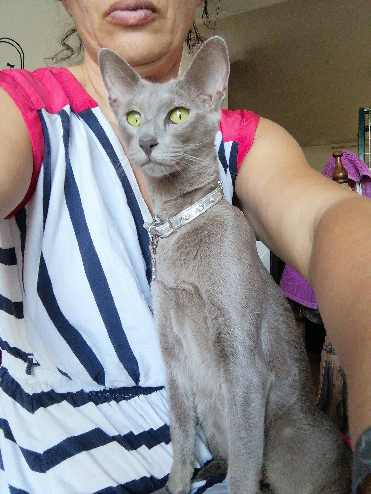 Isys a rejoint le concours — aidez-le/la à gagner de superbes lots ! asian, australian_mist, carnivore, cat, devon_rex, ear, fawn, felidae, german_rex, javanese, kitten, mammal, oriental_longhair, oriental_shorthair, singapura, small_to_medium_sized_cats, vertebrate, whiskers