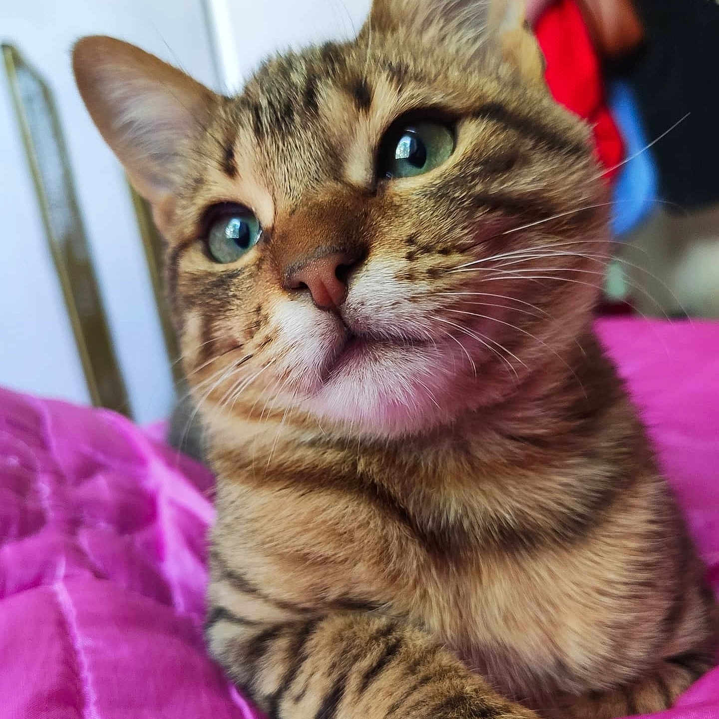 Mimi a rejoint le concours — aidez-le/la à gagner de superbes lots ! animal, cat, close_up, cozy, curious, cute, domestic_cat, feline, fur, green_eyes, indoor, pet, pink_quilt, portrait, relaxing, sleepy, soft, striped, tabby_cat, whiskers