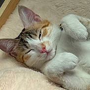Zoé a rejoint le concours — aidez-le/la à gagner de superbes lots ! animal, blanket, cat, closeup, cozy, cute, domestic_cat, ears, fluffy, fur, indoor, paws, pet, pink_nose, relaxed, resting, sleeping, soft, tabby, whiskers