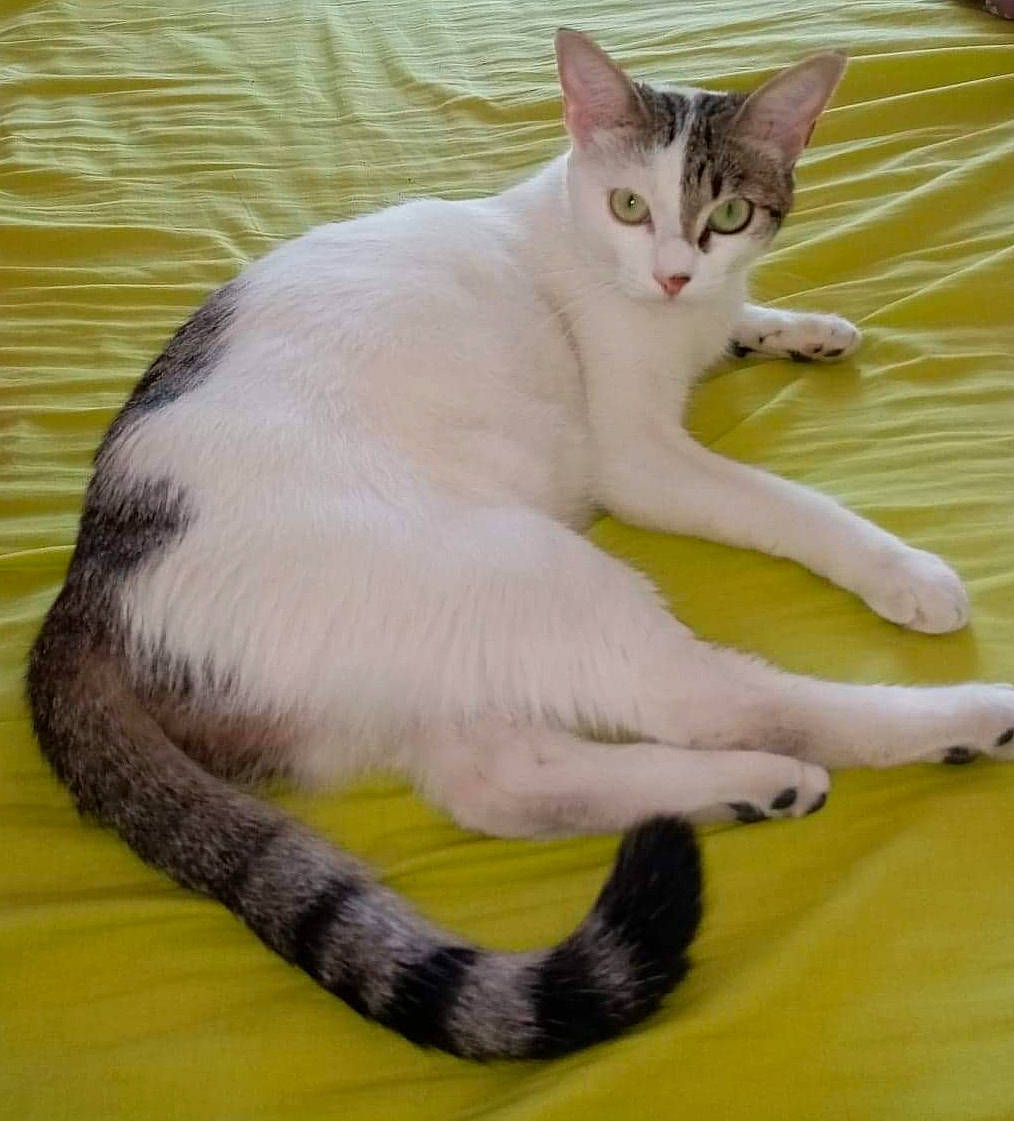 Fleur a rejoint le concours — aidez-le/la à gagner de superbes lots ! carnivore, cat, claw, comfort, domestic_short_haired_cat, felidae, foot, fur, paw, sitting, small_to_medium_sized_cats, snout, tail, terrestrial_animal, whiskers