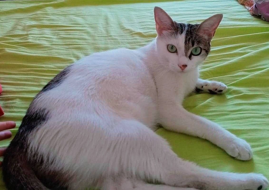 Fleur participe au concours pour gagner de l'argent avec cette photo : balance, carnivore, cat, claw, domestic_short_haired_cat, fawn, felidae, foot, fur, grass, paw, small_to_medium_sized_cats, tail, terrestrial_animal, water, whiskers, wildlife