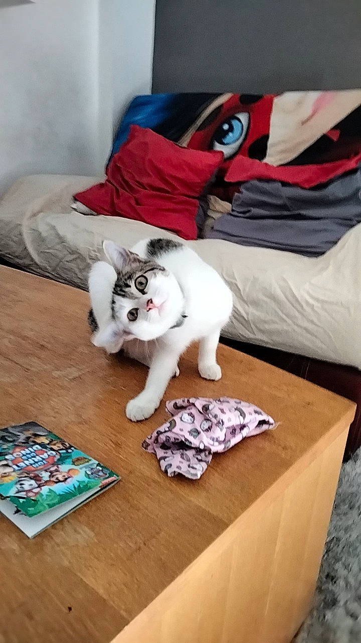 Fleur participe au concours pour gagner de l'argent avec cette photo : carnivore, comfort, companion_dog, couch, dog_breed, dog_supply, fawn, felidae, flooring, grey, linens, paw, small_to_medium_sized_cats, snout, tail, toy, toy_dog, whiskers, wood, working_animal