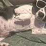 Vixy participe au concours pour gagner de l'argent avec cette photo : dog, sunglasses, pet, relaxed, lying_down, black_and_white, blanket, indoor, canine, cute, animal, fur, ears, nose, paw, resting, comfortable, domestic, mammal, sleepy