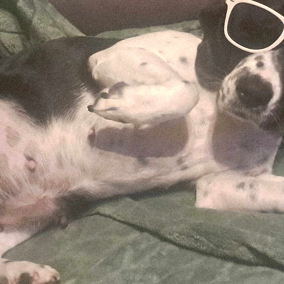 Vixy participe au concours pour gagner de l'argent avec cette photo : dog, sunglasses, pet, relaxed, lying_down, black_and_white, blanket, indoor, canine, cute, animal, fur, ears, nose, paw, resting, comfortable, domestic, mammal, sleepy