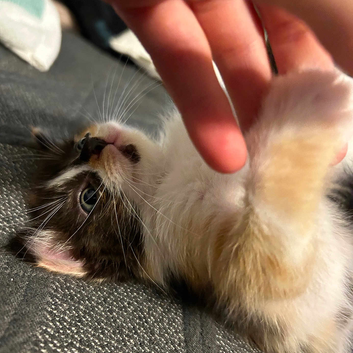 Rosie is registered to the contest to win money with this photo: angora, animal, bodypart, cat, claw, computerhardware, electronics, finger, hamster, hand, hardware, hook, kitten, manx, person, pet, rabbit, rodent, siamese, wrist