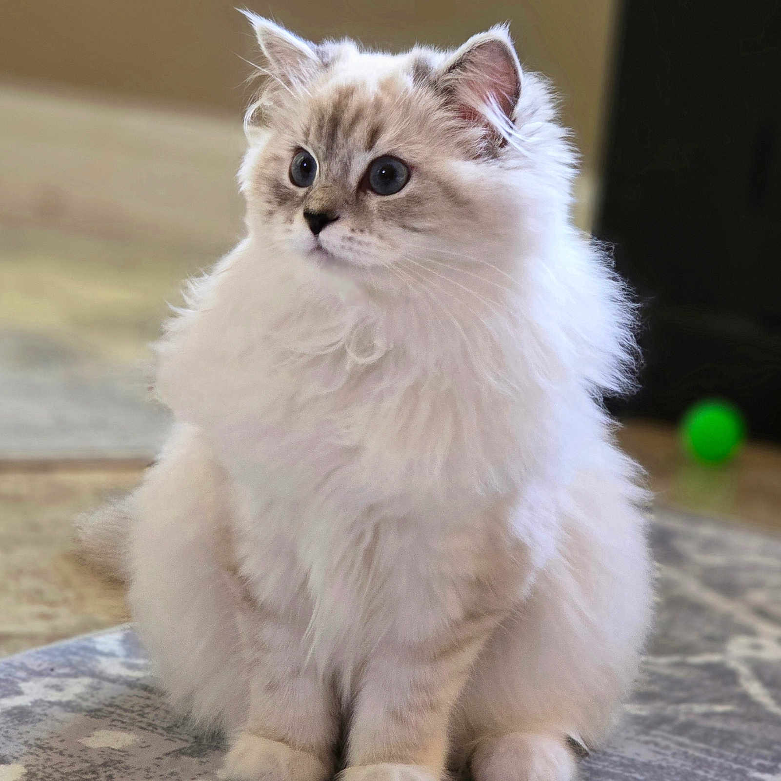 Luna is registered to the contest to win money with this photo: animal, carpet, cat, curious, cute, domestic, ears, eyes, feline, fluffy, furry, indoor, kitten, paws, pet, playful, sitting, soft, whiskers, young