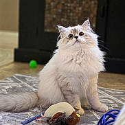 Luna is registered to the contest to win money with this photo: cat, fluffy, indoor, toy, curious, pet, kitten, playful, rug, animal, white, gray, feline, cute, domestic, sitting, closeup, floor, young, eyes