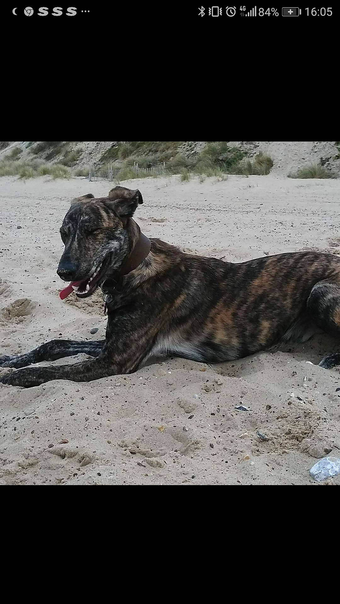 Bryn is registered to the contest to win money with this photo: canidae, carnivore, claw, dog, dog_breed, dogo_sardesco, eye, fur, paw, plant, snout, soil, sporting_group, street_dog, tail, terrestrial_animal, trunk, wildlife, wood, working_animal