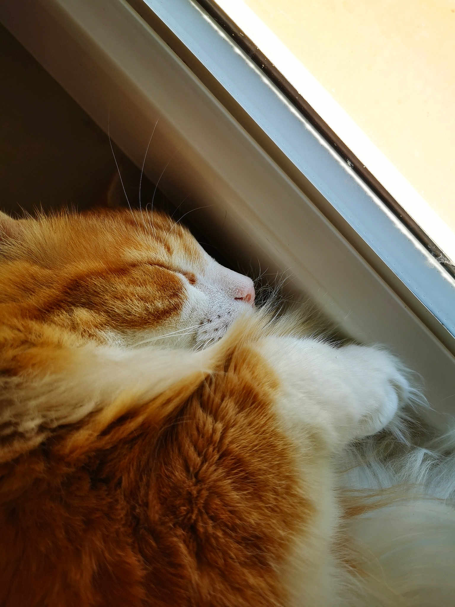Nougat