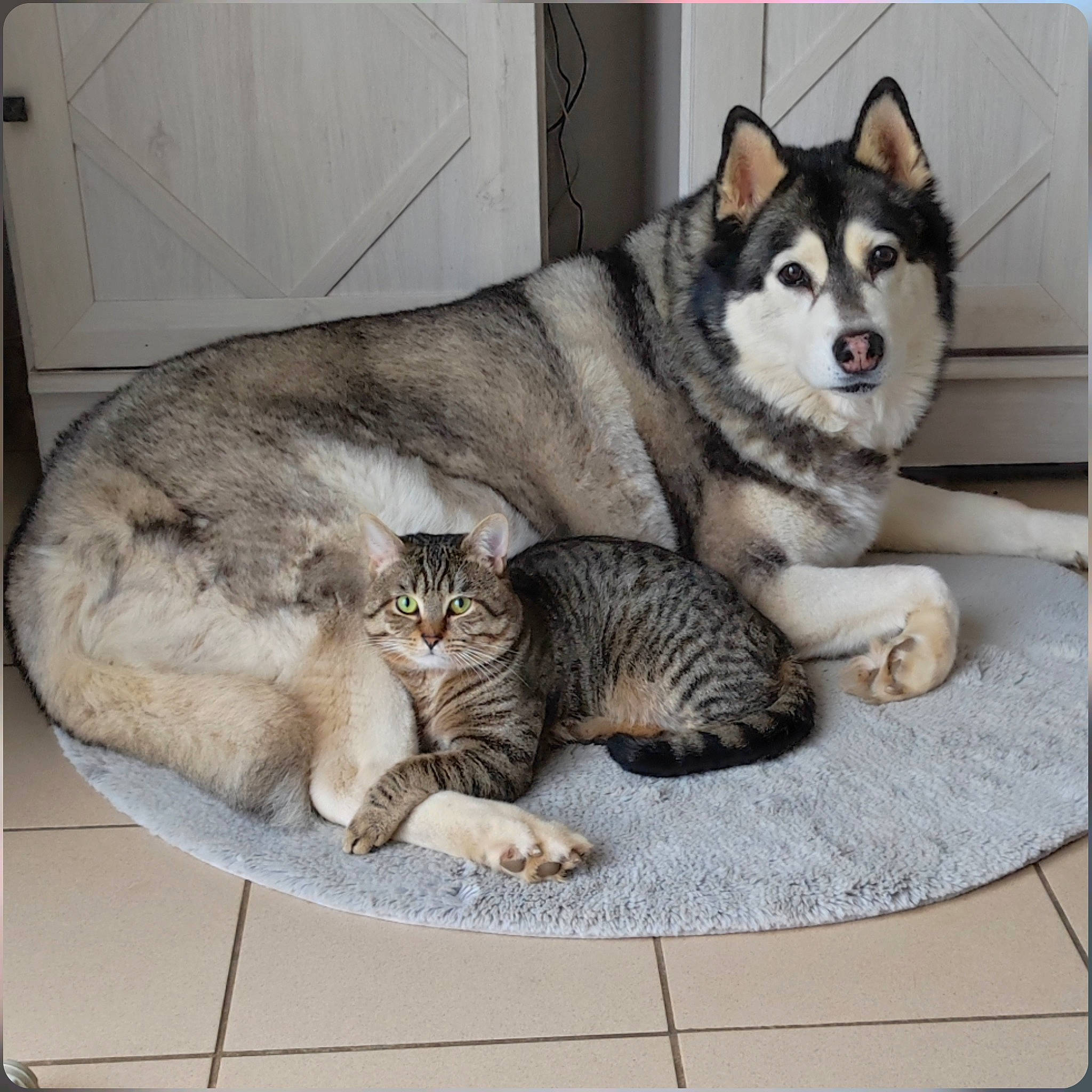 Elvis a rejoint le concours — aidez-le/la à gagner de superbes lots ! carnivore, cat, comfort, couch, dog, domestic_short_haired_cat, felidae, fur, grey, linens, mammal, paw, rectangle, small_to_medium_sized_cats, snout, table, tail, vehicle, vertebrate, whiskers