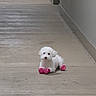 dog, small_dog, white_dog, pet, animal, indoor, hallway, concrete_floor, pink_booties, footwear, lying_down, looking_at_camera, curious, calm, cute, companion, domestic_animal, floor, wall, empty_space