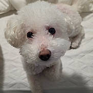 Zoey joined the competition — help win amazing prizes! dog, white, curly_fur, pet, bed, cute, animal, indoor, looking_up, fluffy, companion, canine, soft, cozy, fur, adorable, domestic, small_dog, bedroom, resting