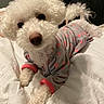 dog, white_dog, pajamas, bed, indoor, pet, curly_fur, cute, small_dog, cozy, animal, resting, looking_at_camera, pink_hearts, white_bedspread, person_in_background, relaxed, fluffy, companion, sleepwear