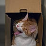 Zota is registered to the contest to win money with this photo: cat, orange_cat, white_cat, yawning, cardboard_box, pet, animal, cute, feline, indoor, cozy, sleepy, whiskers, ears, fur, tongue, mouth_open, resting, paw, relaxed