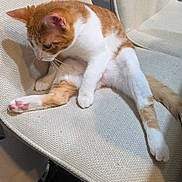 Zota joined the competition — help win amazing prizes! cat, ginger_cat, white_cat, chair, indoor, pet, feline, relaxed, grooming, cute, animal, domestic_animal, paw, fur, whiskers, curious, texture, seated, home, cozy