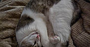Zoa is registered to the contest to win money with this photo: animal, blanket, cat, cozy, curled_up, cute, domestic_animal, feline, fur, indoor, mammal, napping, paws, pet, relaxed, resting, sleeping, soft_texture, warm, whiskers