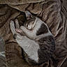 Zoa is registered to the contest to win money with this photo: cat, sleeping, cozy, blanket, fur, pet, resting, indoor, cute, animal, tabby, whiskers, paws, soft, relaxing, comfort, nap, domestic_animal, feline, warm
