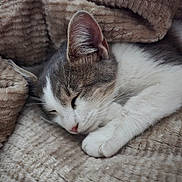 Zoa joined the competition — help win amazing prizes! cat, sleeping, cozy, blanket, fur, whiskers, pet, animal, cute, rest, indoor, closeup, soft, relaxation, feline, nap, comfort, warm, adorable, mammal