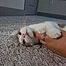 Zoa joined the competition — help win amazing prizes! cat, hand, carpet, indoor, pet, white, gray, feline, playing, cute, domestic_animal, closeup, whiskers, paw, ring, human, floor, texture, affection, relaxed