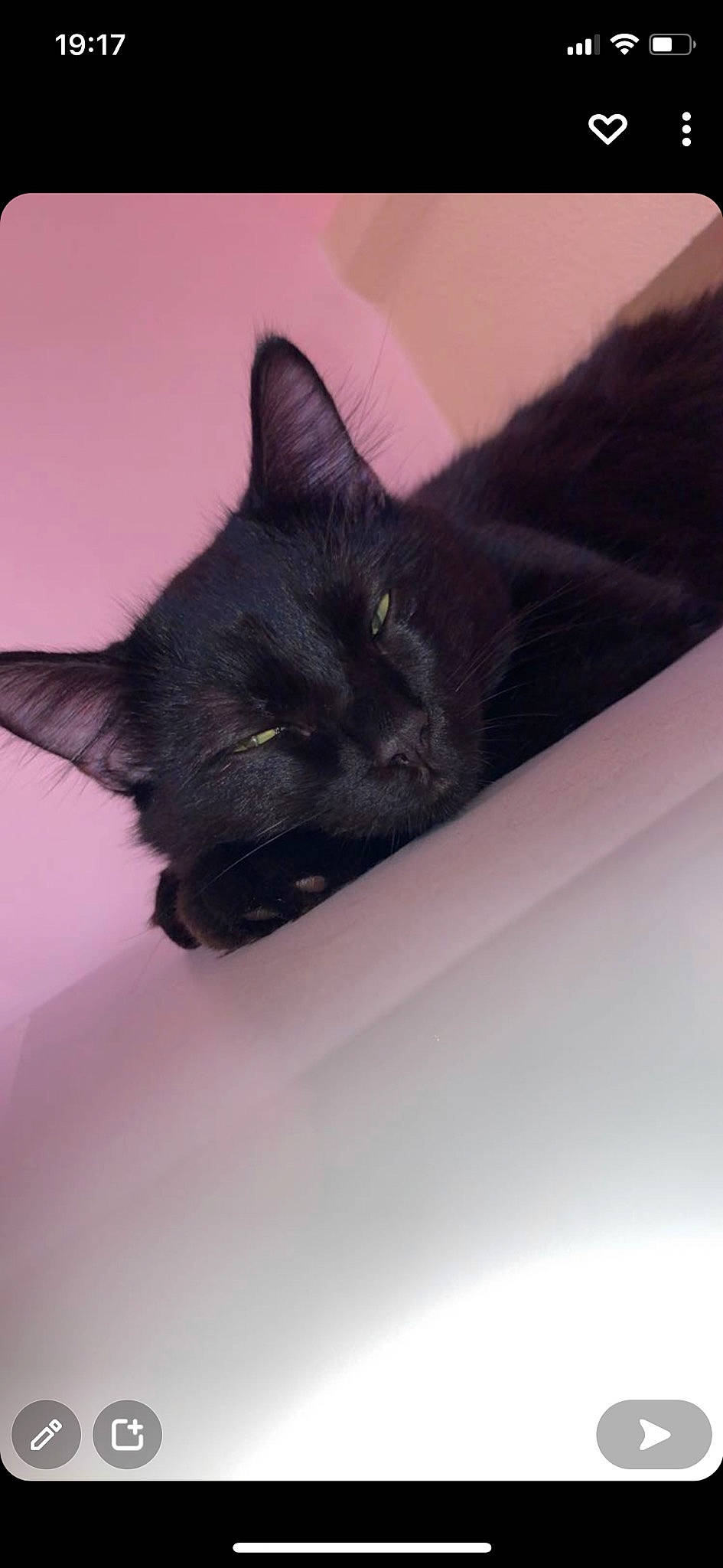 Cincinnati a rejoint le concours — aidez-le/la à gagner de superbes lots ! black_cat, bombay, carnivore, cat, claw, comfort, domestic_short_haired_cat, eye, felidae, fur, hair, head, iris, small_to_medium_sized_cats, snout, tail, terrestrial_animal, whiskers