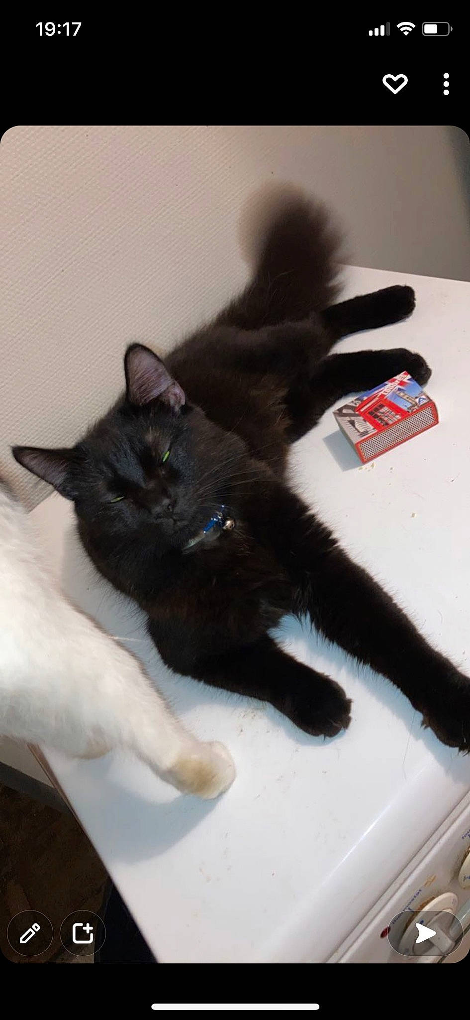 Cincinnati a rejoint le concours — aidez-le/la à gagner de superbes lots ! black_cat, bombay, box, carmine, carnivore, cat, claw, comfort, domestic_short_haired_cat, felidae, fur, gadget, gesture, mammal, paw, room, small_to_medium_sized_cats, tail, vertebrate, whiskers