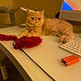animal, cat, cat_tree, computer_monitor, curious, cute, desk, feather_toy, feline, fluffy, home_office, indoor, key_fob, keyboard, orange, orange_cat, pet, relaxed, technology, white_surface
