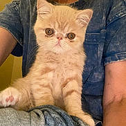 Savvy joined the competition — help win amazing prizes! animal, beige, blue_shirt, cat, closeup, clothing, cute, eyes, feline, fluffy, fur, indoor, jeans, kitten, lap, person, pet, portrait, sitting, whiskers