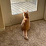 animal, back_view, carpet, cat, curious, door, feline, fluffy, glass_door, home, indoor, orange_cat, pet, porch, quiet, relaxing, shadow, sunlight, waiting, window