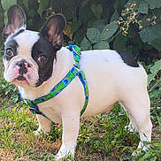 Armani joined the competition — help win amazing prizes! dog, french_bulldog, puppy, grass, greenery, leaves, flowers, outdoor, pet, animal, canine, harness, black_and_white, nature, young, alert, cute, fur, small_dog, summer