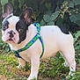 dog, french_bulldog, puppy, grass, greenery, leaves, flowers, outdoor, pet, animal, canine, harness, black_and_white, nature, young, alert, cute, fur, small_dog, summer