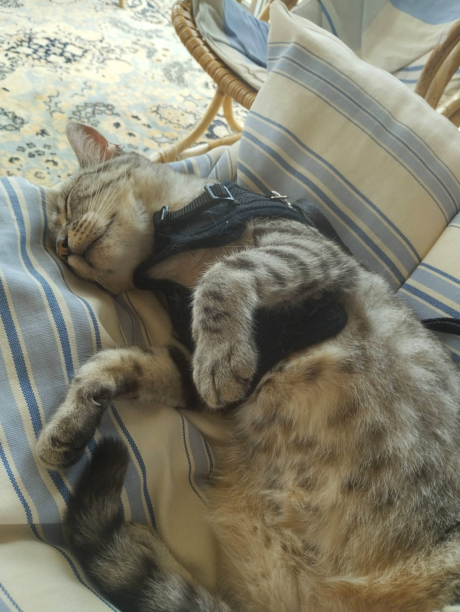 Sushi participe au concours pour gagner de l'argent avec cette photo : canidae, carnivore, cat, claw, comfort, dog_breed, domestic_short_haired_cat, fawn, felidae, fur, linens, nap, sleep, small_to_medium_sized_cats, sporting_group, tail, terrestrial_animal, textile, whiskers, wood