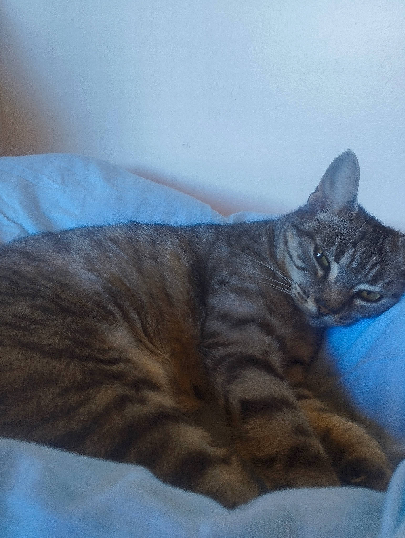 Sushi a rejoint le concours — aidez-le/la à gagner de superbes lots ! bed, carnivore, cat, cat_supply, claw, comfort, domestic_short_haired_cat, eye, fawn, felidae, fur, nap, paw, sitting, sleep, small_to_medium_sized_cats, snout, tail, terrestrial_animal, whiskers